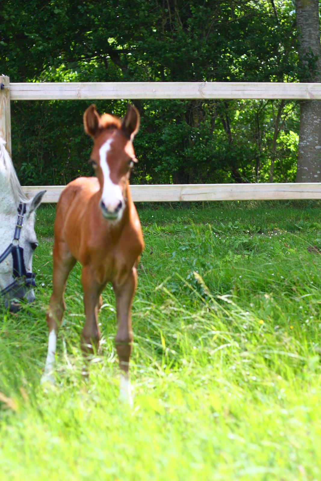 New Forest Calandias silver moon billede 9