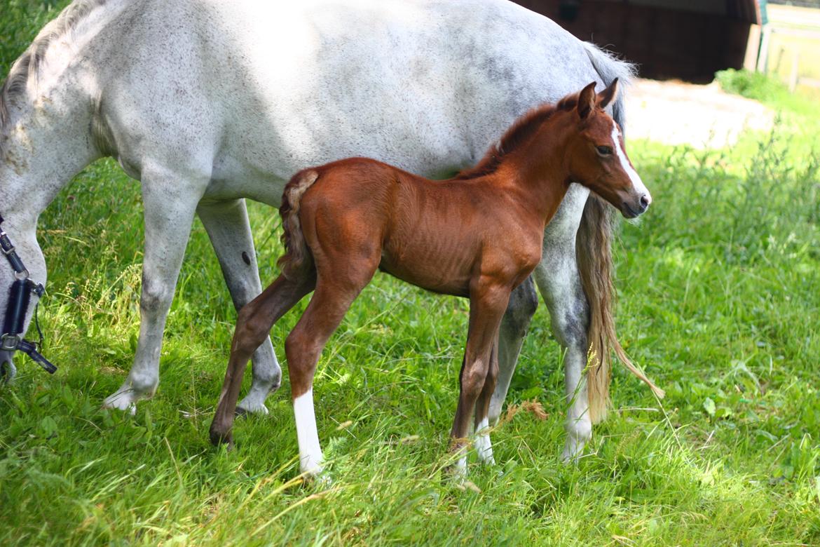 New Forest Calandias silver moon billede 4