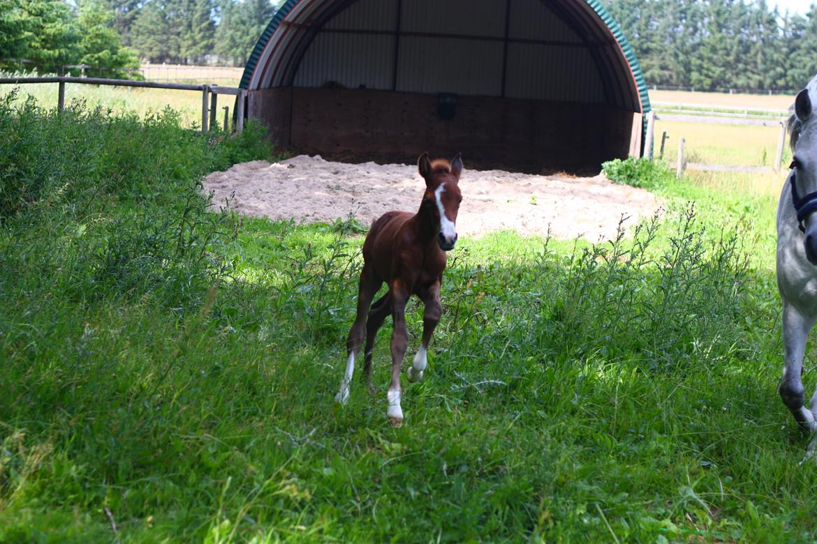 New Forest Calandias silver moon billede 6