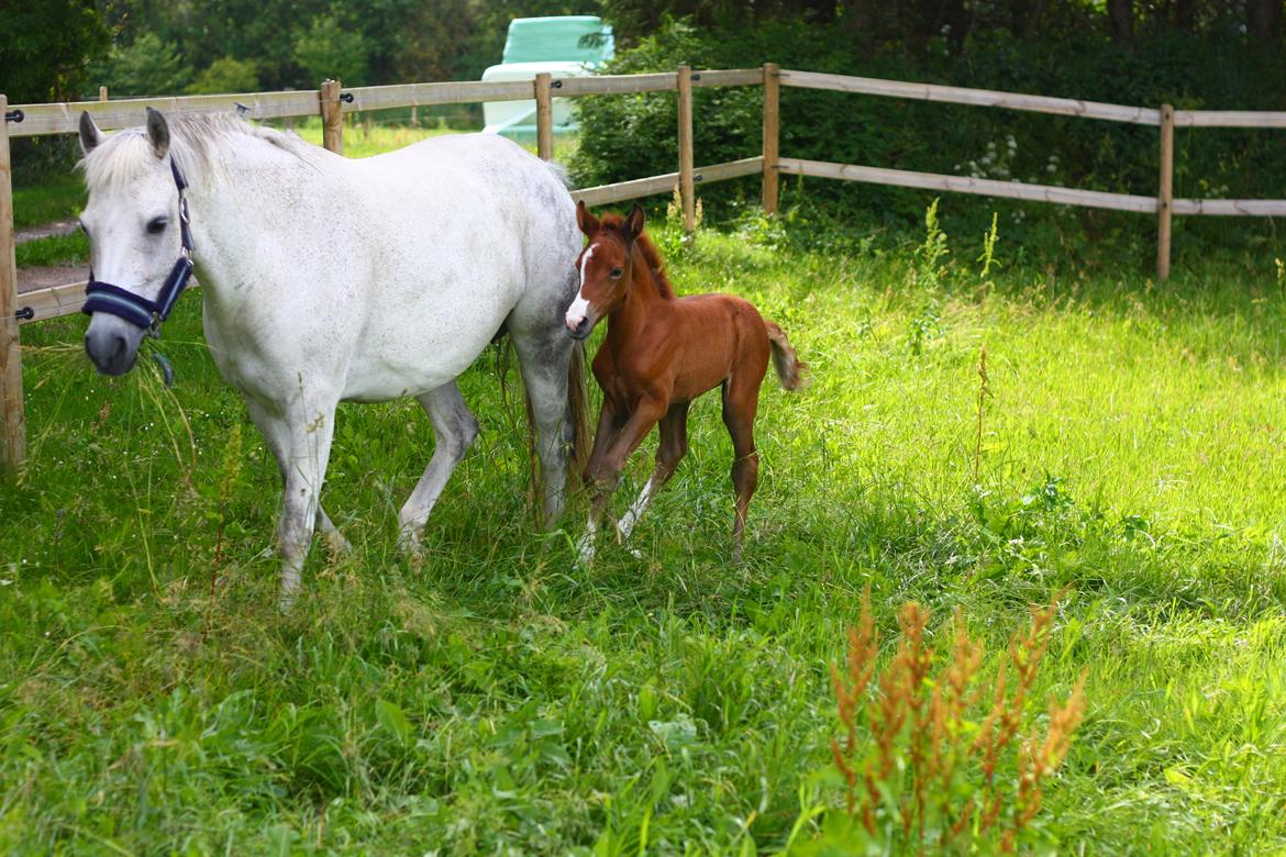 New Forest Calandias silver moon billede 11