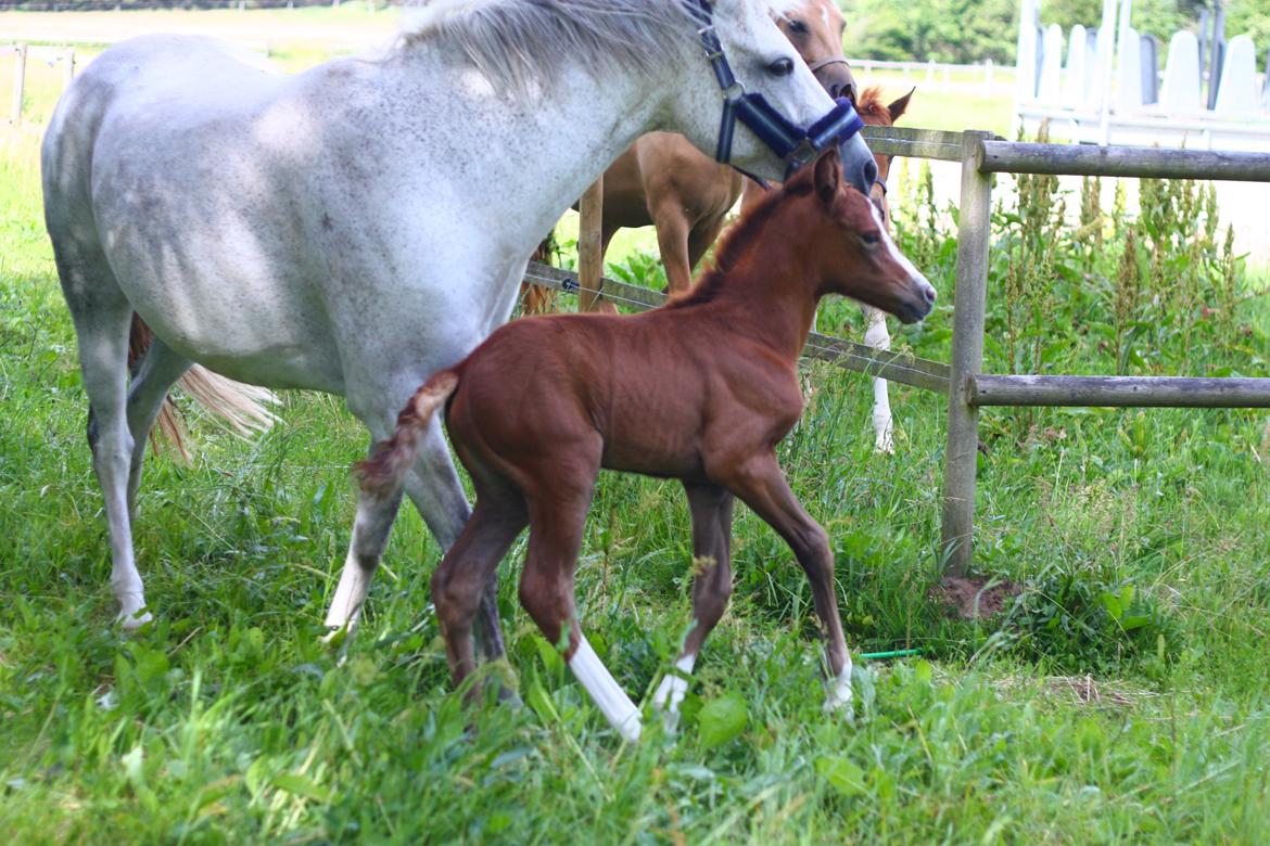 New Forest Calandias silver moon billede 14