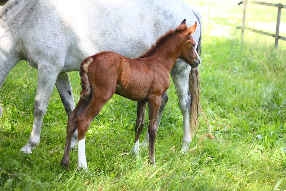 New Forest Calandias silver moon billede 8