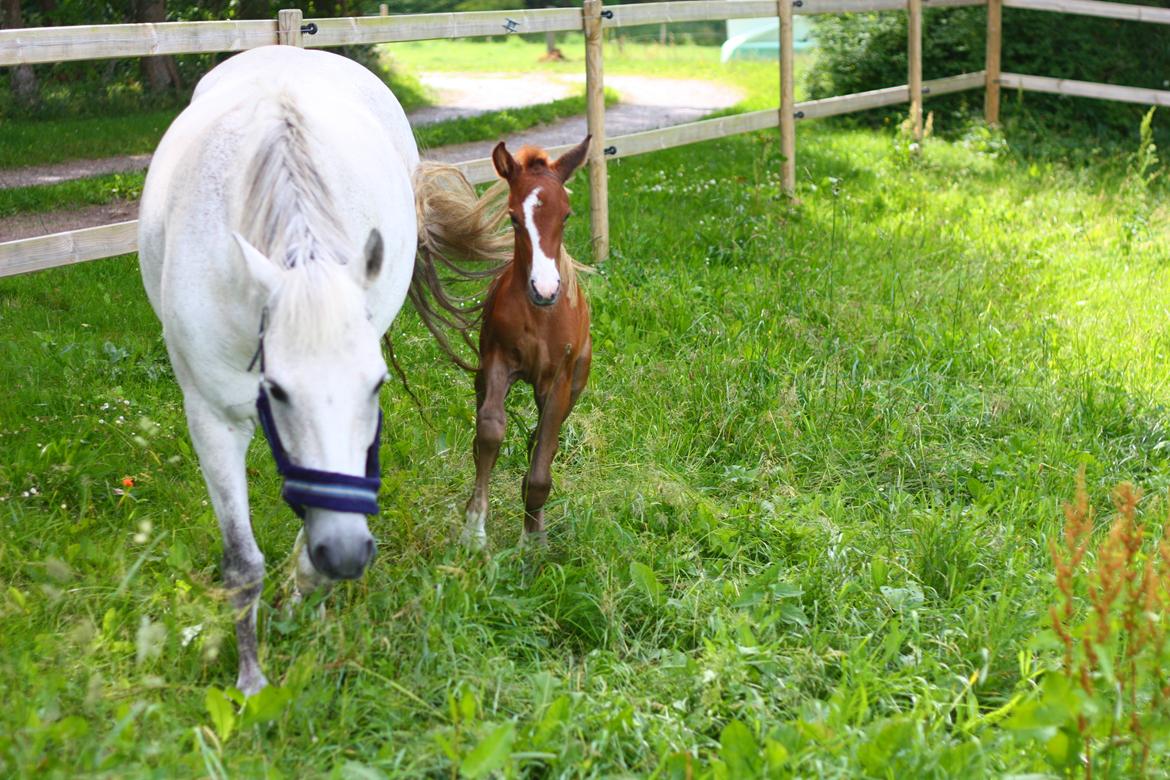 New Forest Calandias silver moon billede 7