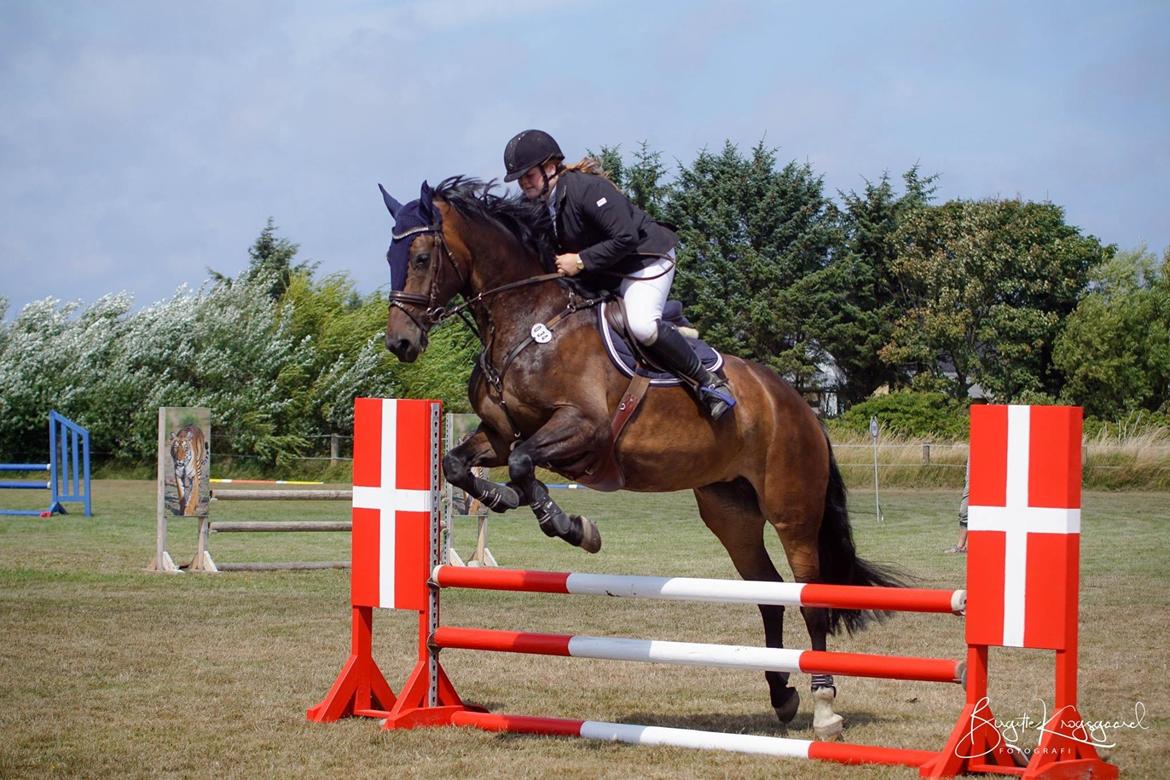 Anden særlig race Østmarks Margrethe  billede 12