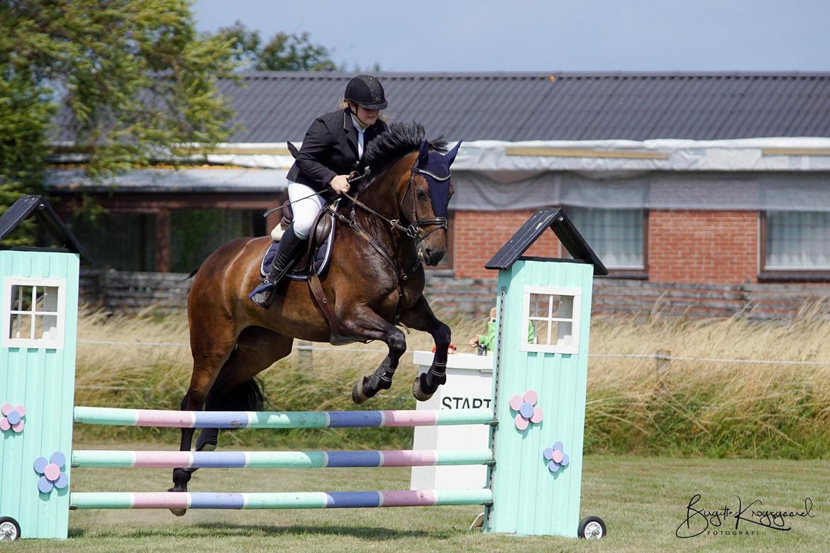 Anden særlig race Østmarks Margrethe  billede 11