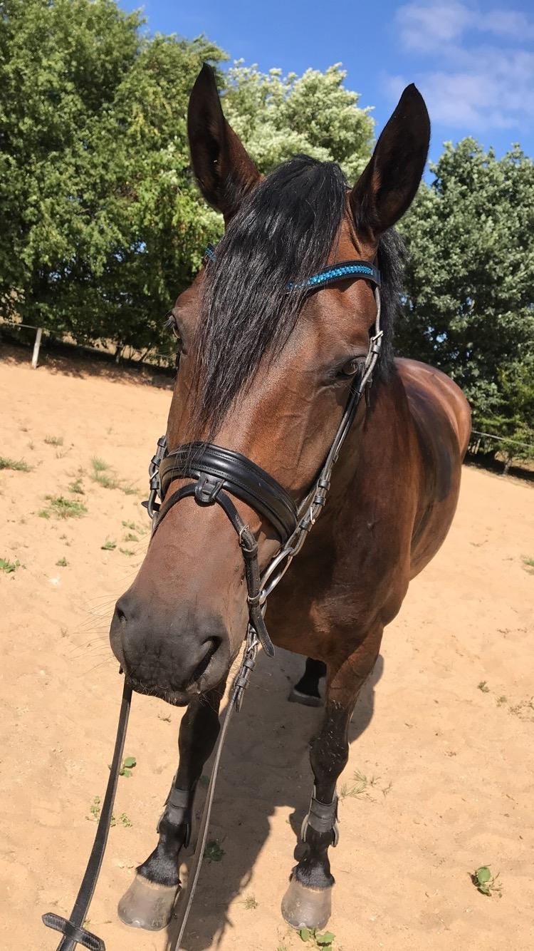 Anden særlig race Østmarks Margrethe  billede 15