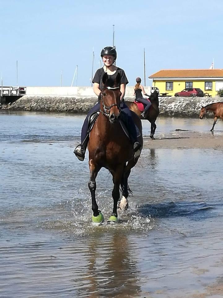 DSP Nørlunds makupa billede 3