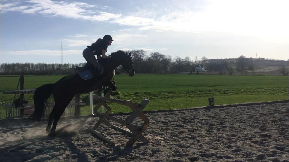 DSP Nørlunds makupa billede 4