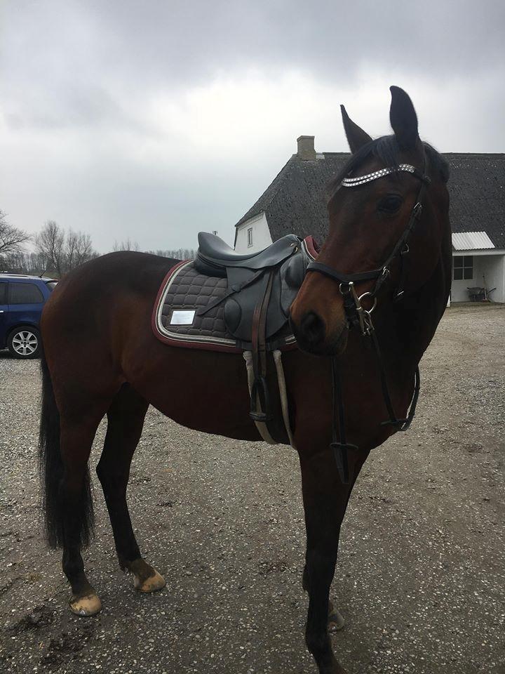 DSP Nørlunds makupa billede 5