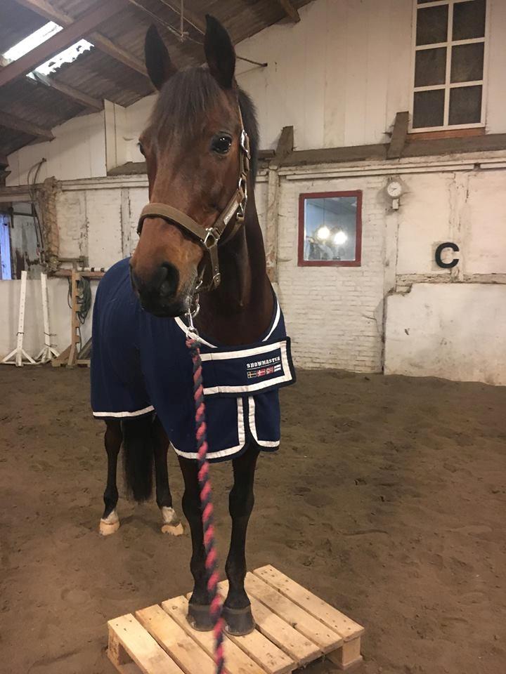 DSP Nørlunds makupa billede 6