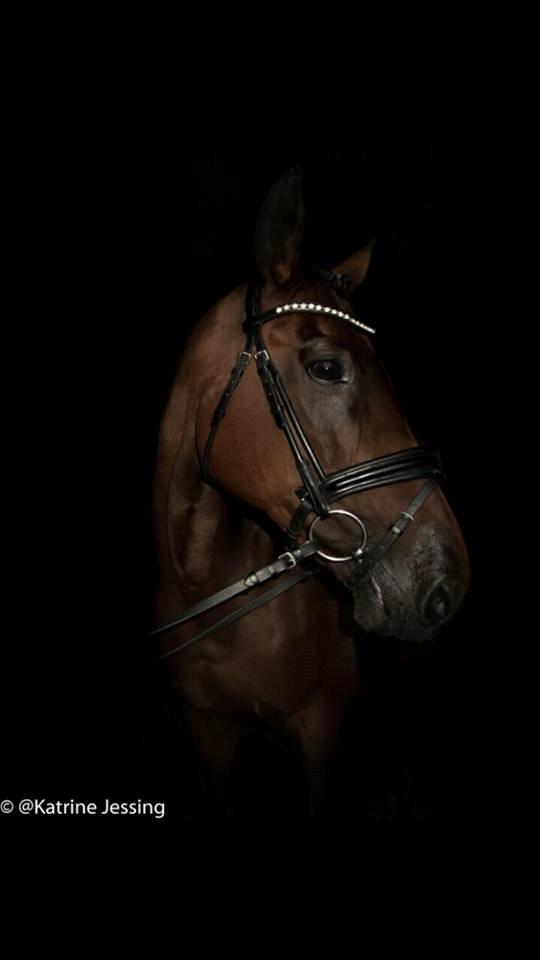 DSP Nørlunds makupa billede 8