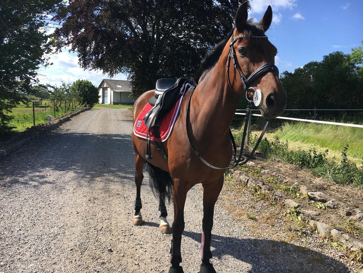 DSP Nørlunds makupa billede 14