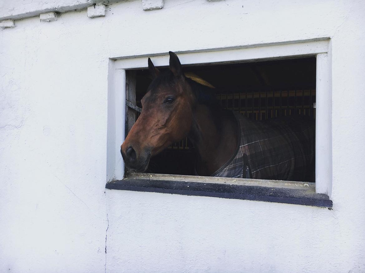 DSP Nørlunds makupa billede 15