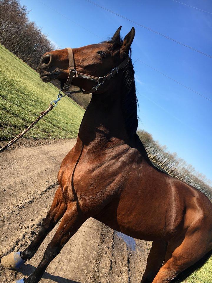 DSP Nørlunds makupa billede 16