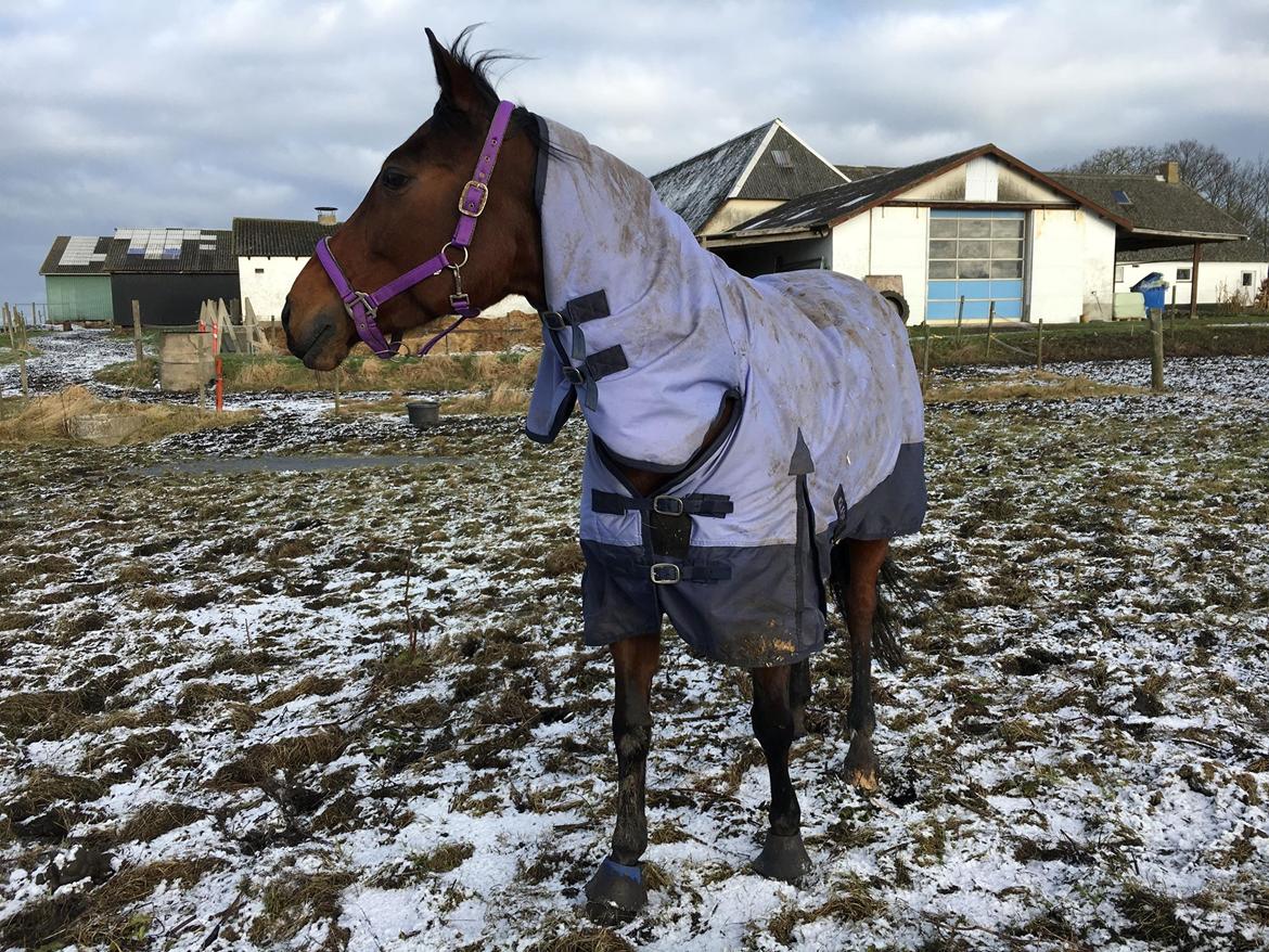 DSP Nørlunds makupa billede 17