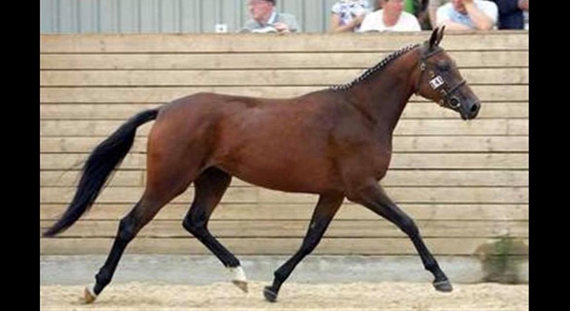 DSP Nørlunds makupa billede 18