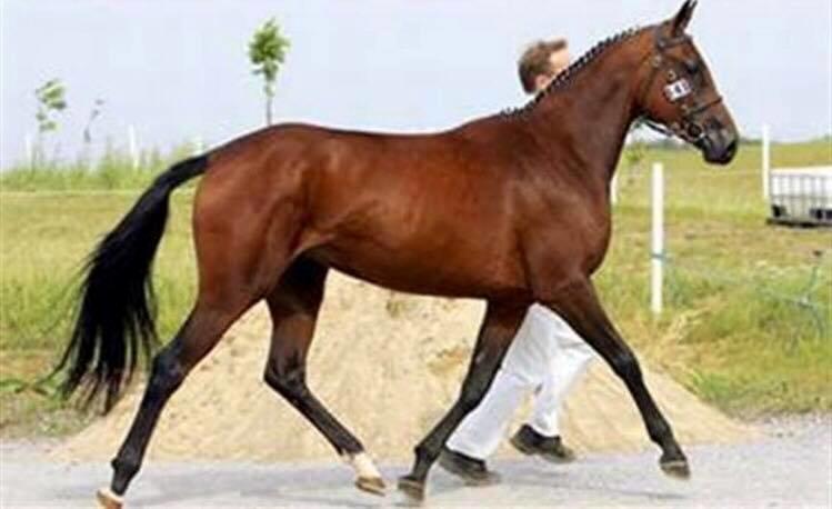 DSP Nørlunds makupa billede 19