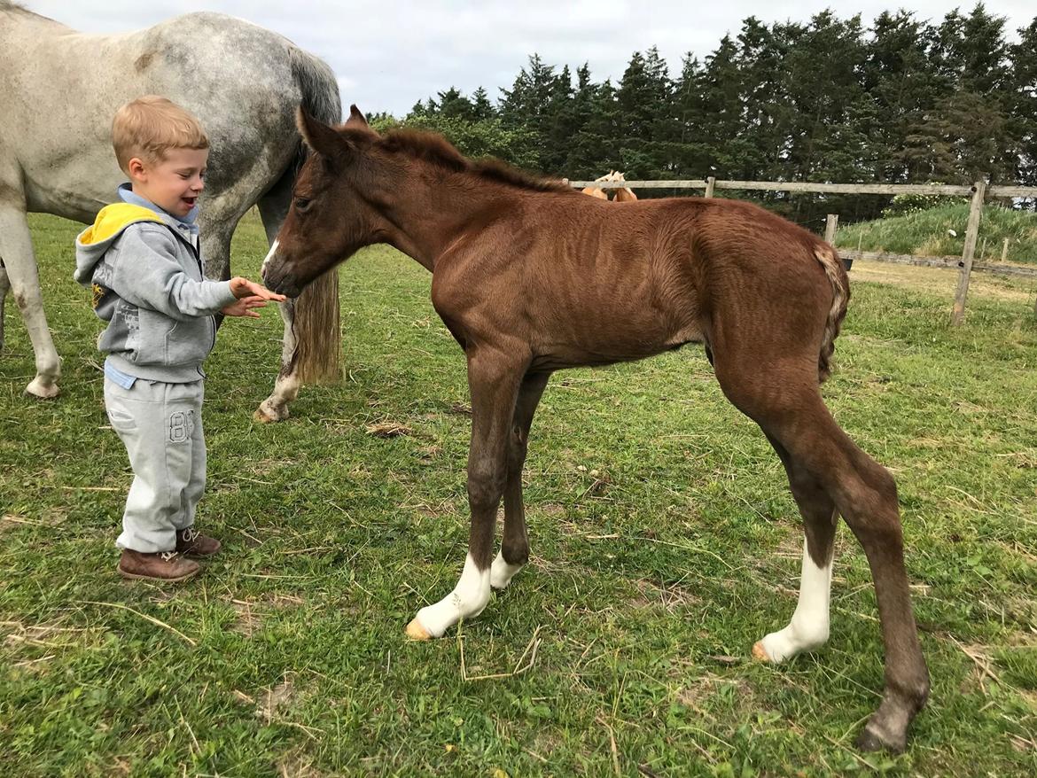 New Forest Calandias silver moon billede 5