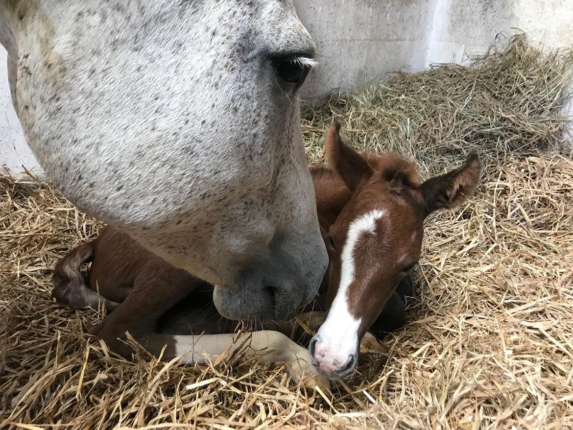 New Forest Calandias silver moon billede 1