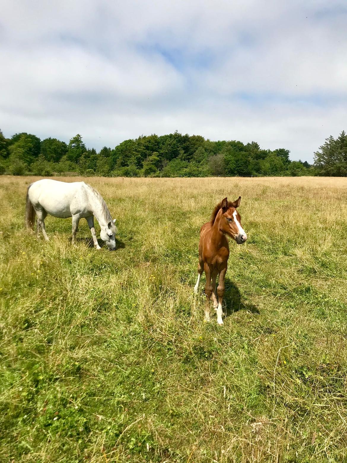 New Forest Calandias silver moon billede 12