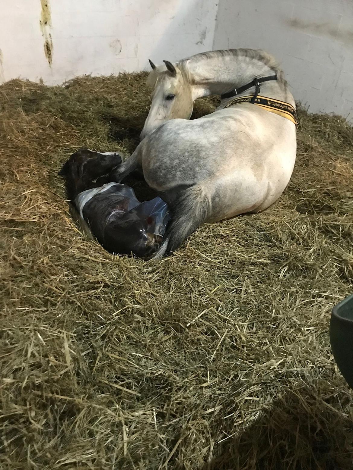 New Forest Calandias silver moon billede 3