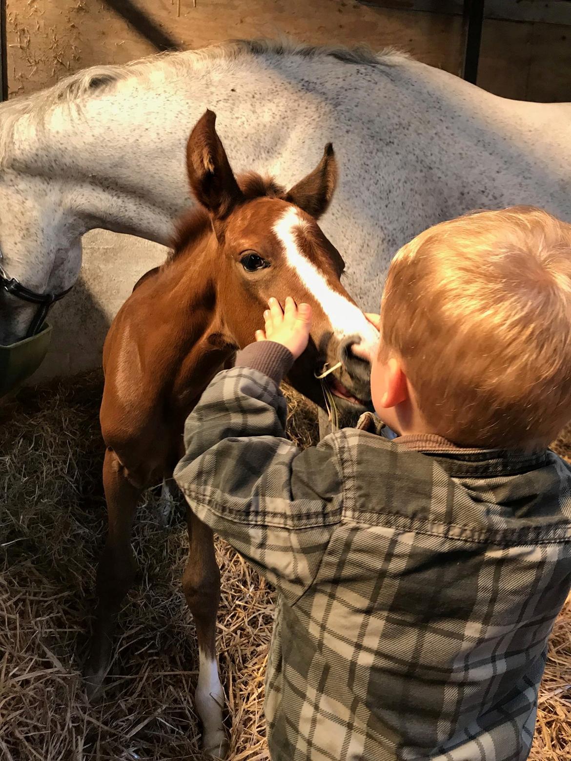 New Forest Calandias silver moon billede 10