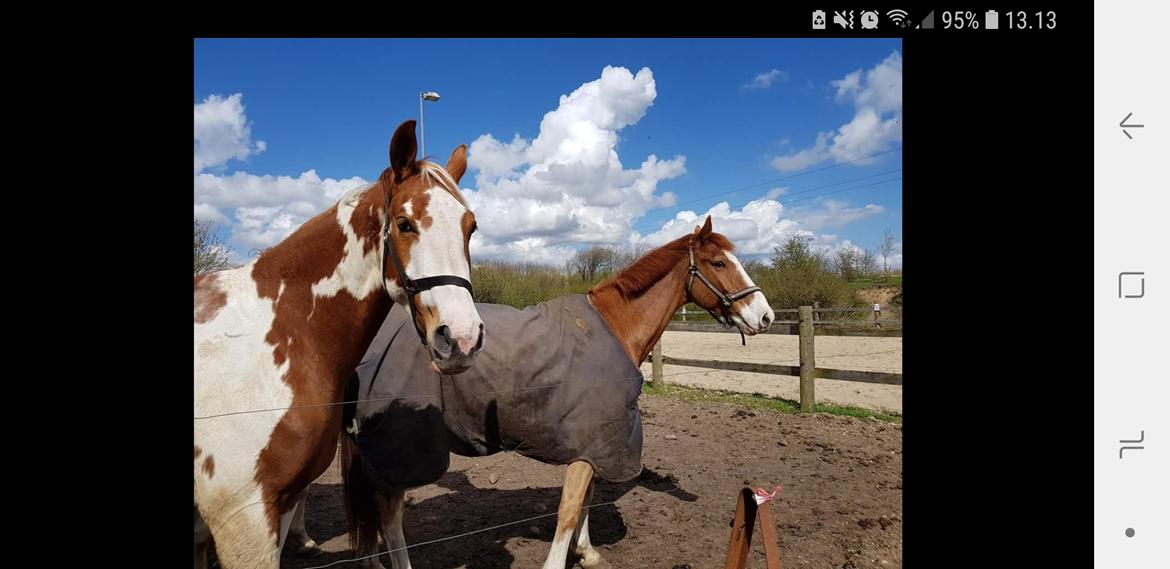 Dansk Varmblod Stald Ninos Perfect Dreamboy - Hans partner in crime <3 billede 9