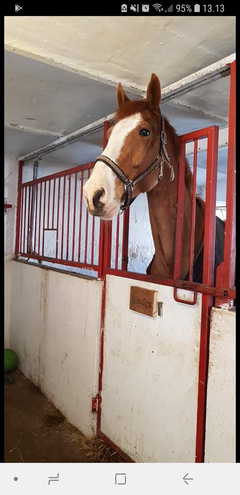 Dansk Varmblod Stald Ninos Perfect Dreamboy billede 8