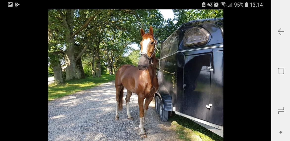 Dansk Varmblod Stald Ninos Perfect Dreamboy billede 7