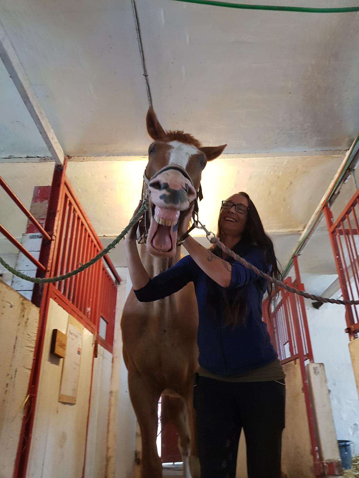 Dansk Varmblod Stald Ninos Perfect Dreamboy billede 5