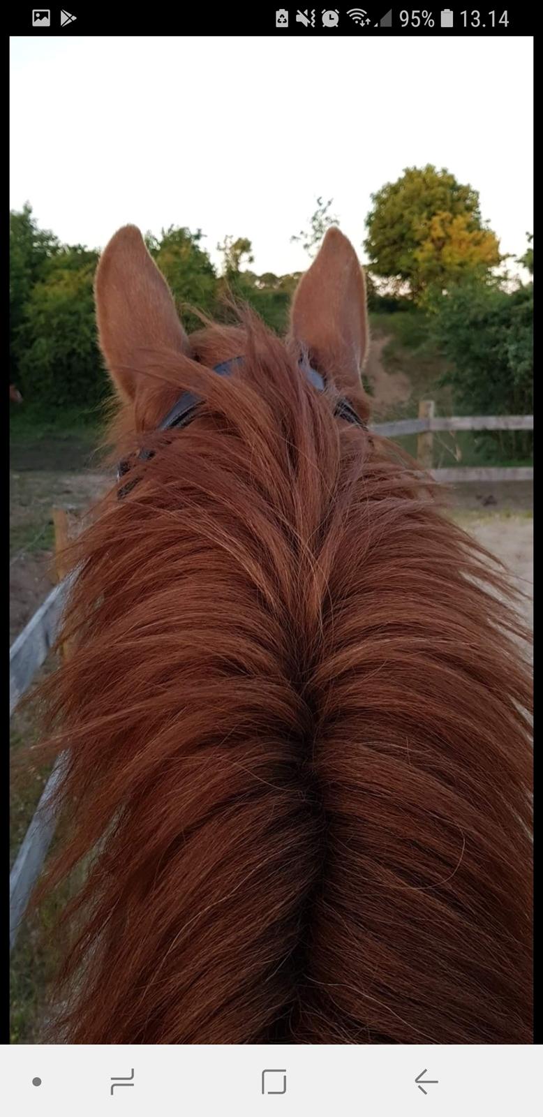 Dansk Varmblod Stald Ninos Perfect Dreamboy billede 11