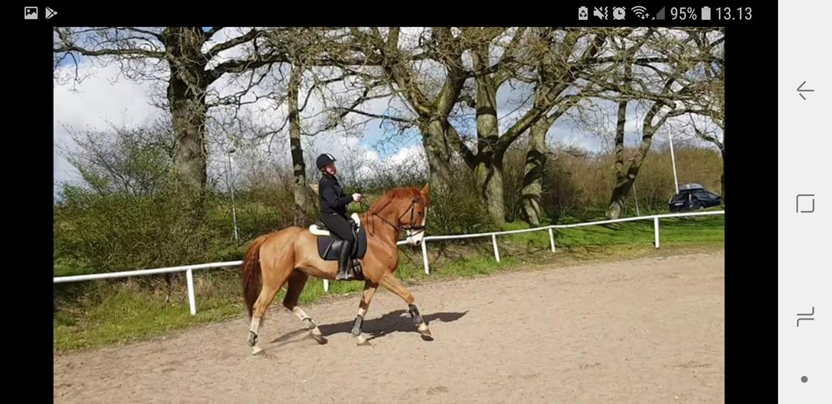 Dansk Varmblod Stald Ninos Perfect Dreamboy - 2. prøvetur billede 6