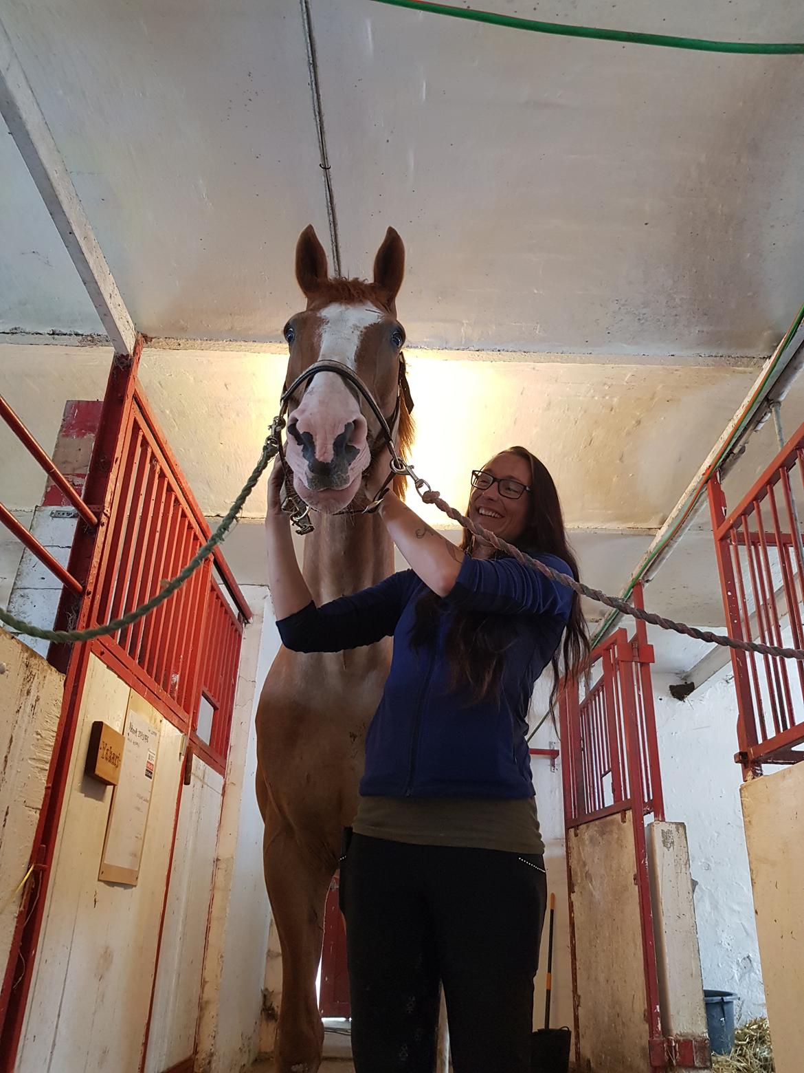 Dansk Varmblod Stald Ninos Perfect Dreamboy billede 4