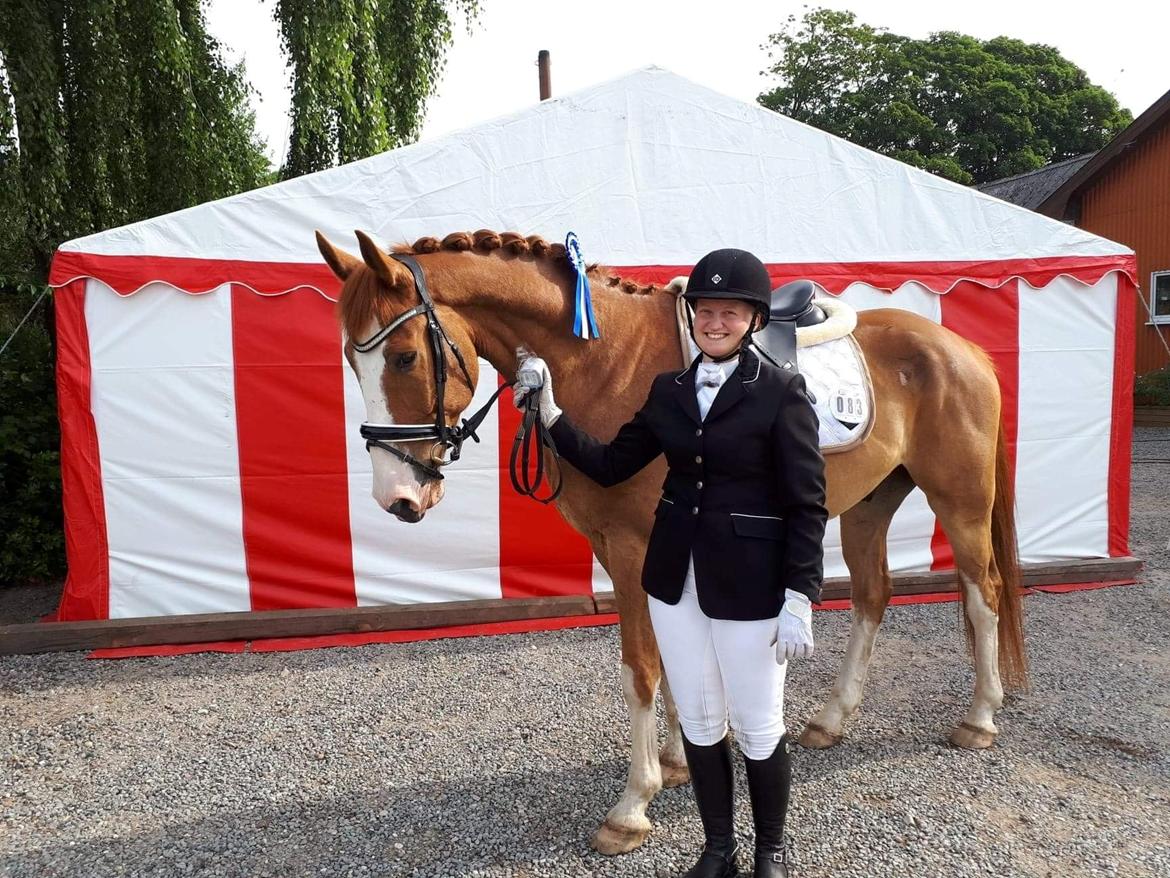 Dansk Varmblod Stald Ninos Perfect Dreamboy - Første stævne :D billede 2