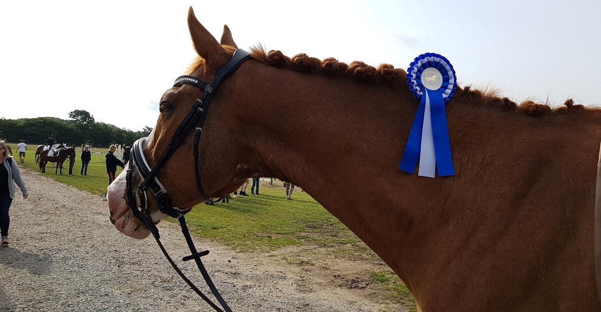 Dansk Varmblod Stald Ninos Perfect Dreamboy billede 3