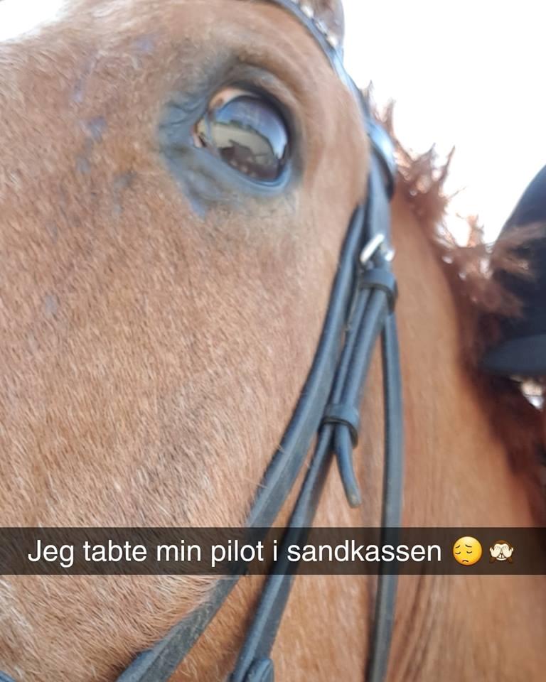 Dansk Varmblod Stald Ninos Perfect Dreamboy billede 12