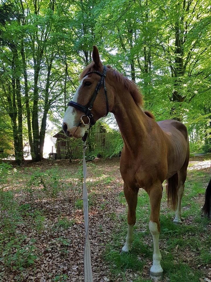 Dansk Varmblod Stald Ninos Perfect Dreamboy billede 13