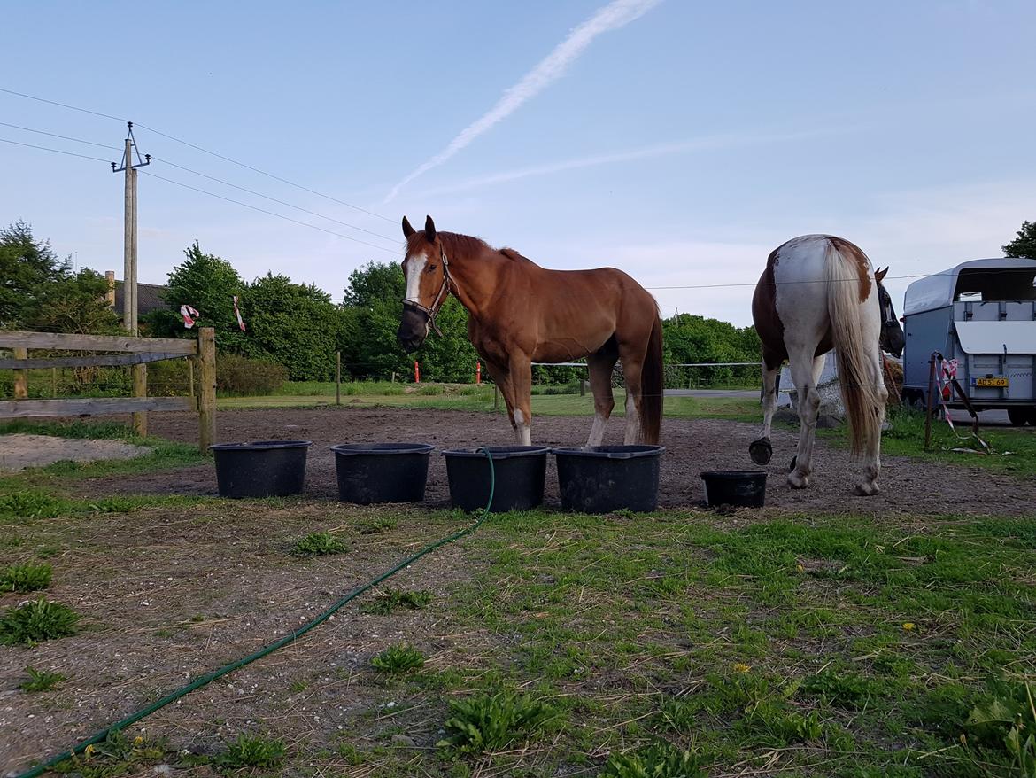 Dansk Varmblod Stald Ninos Perfect Dreamboy billede 10