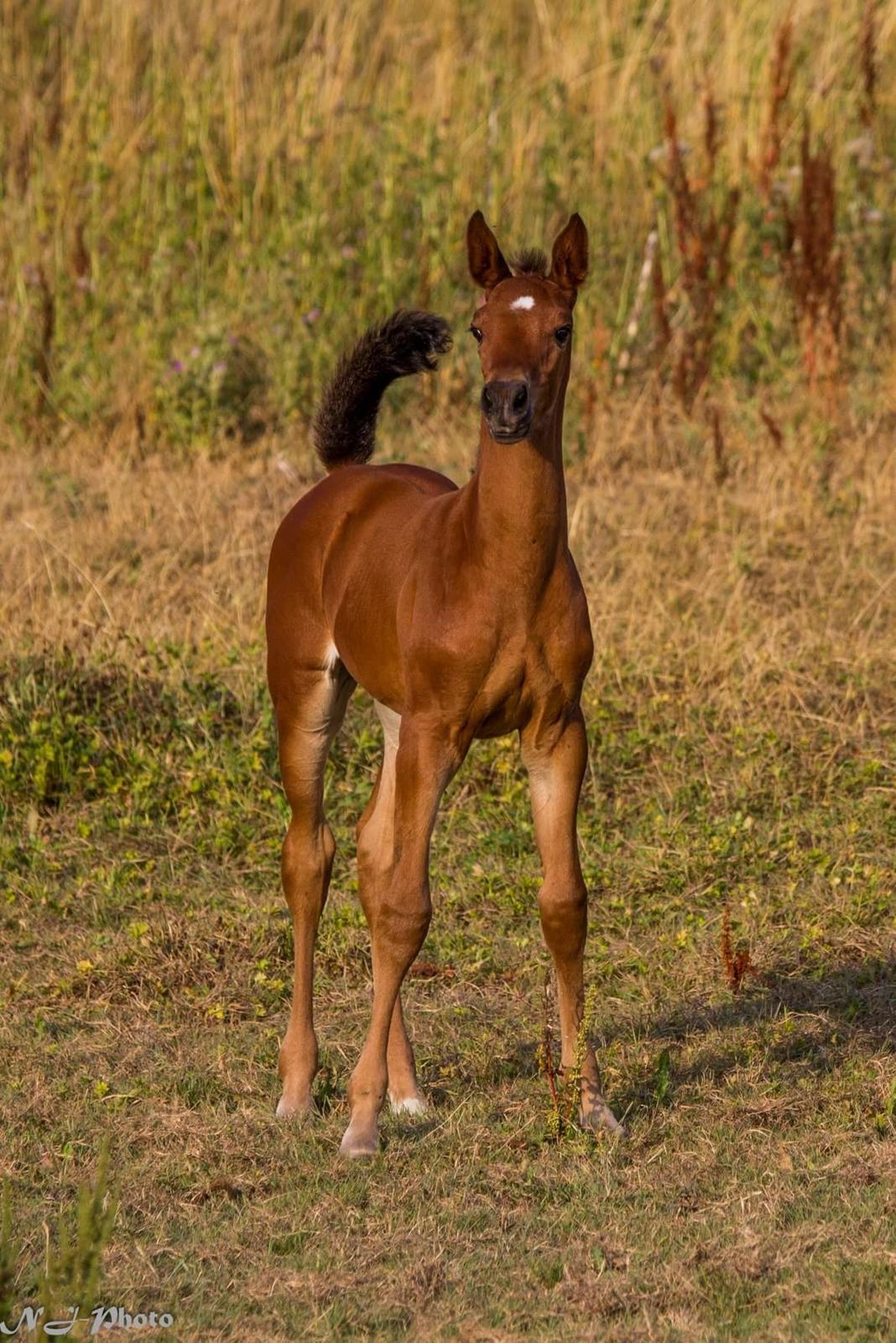 Anden særlig race Mosedalens La Prima billede 7