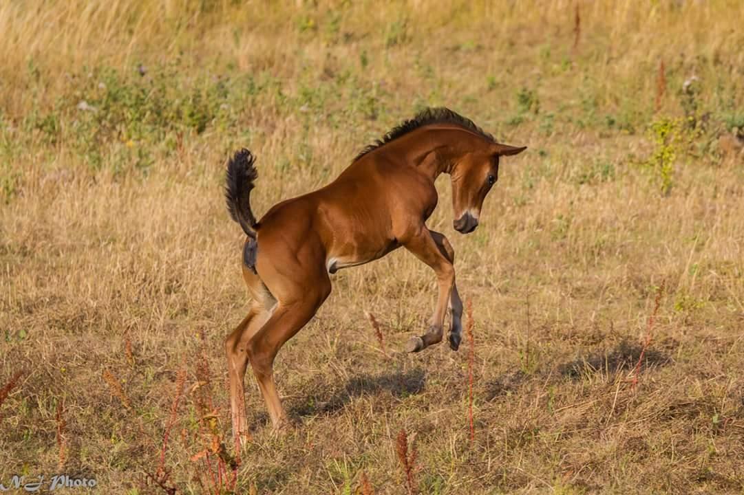 Anden særlig race Mosedalens La Prima billede 8