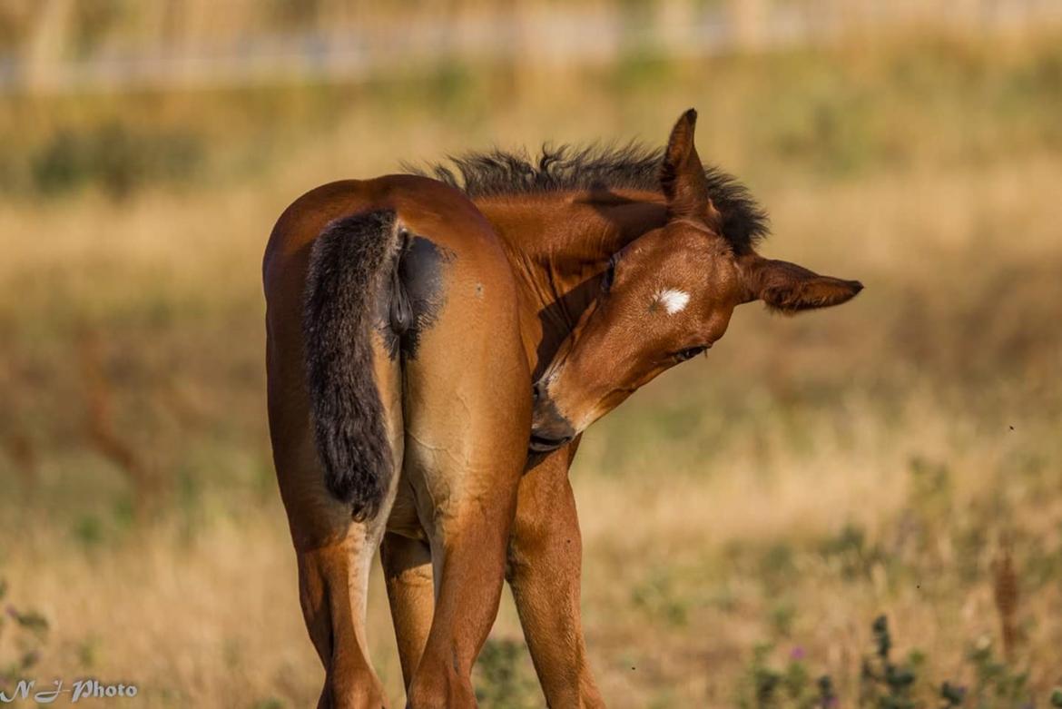 Anden særlig race Mosedalens La Prima billede 6