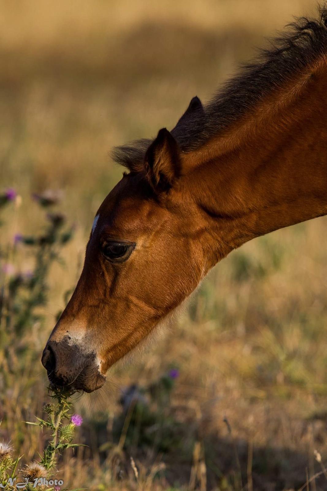 Anden særlig race Mosedalens La Prima billede 9