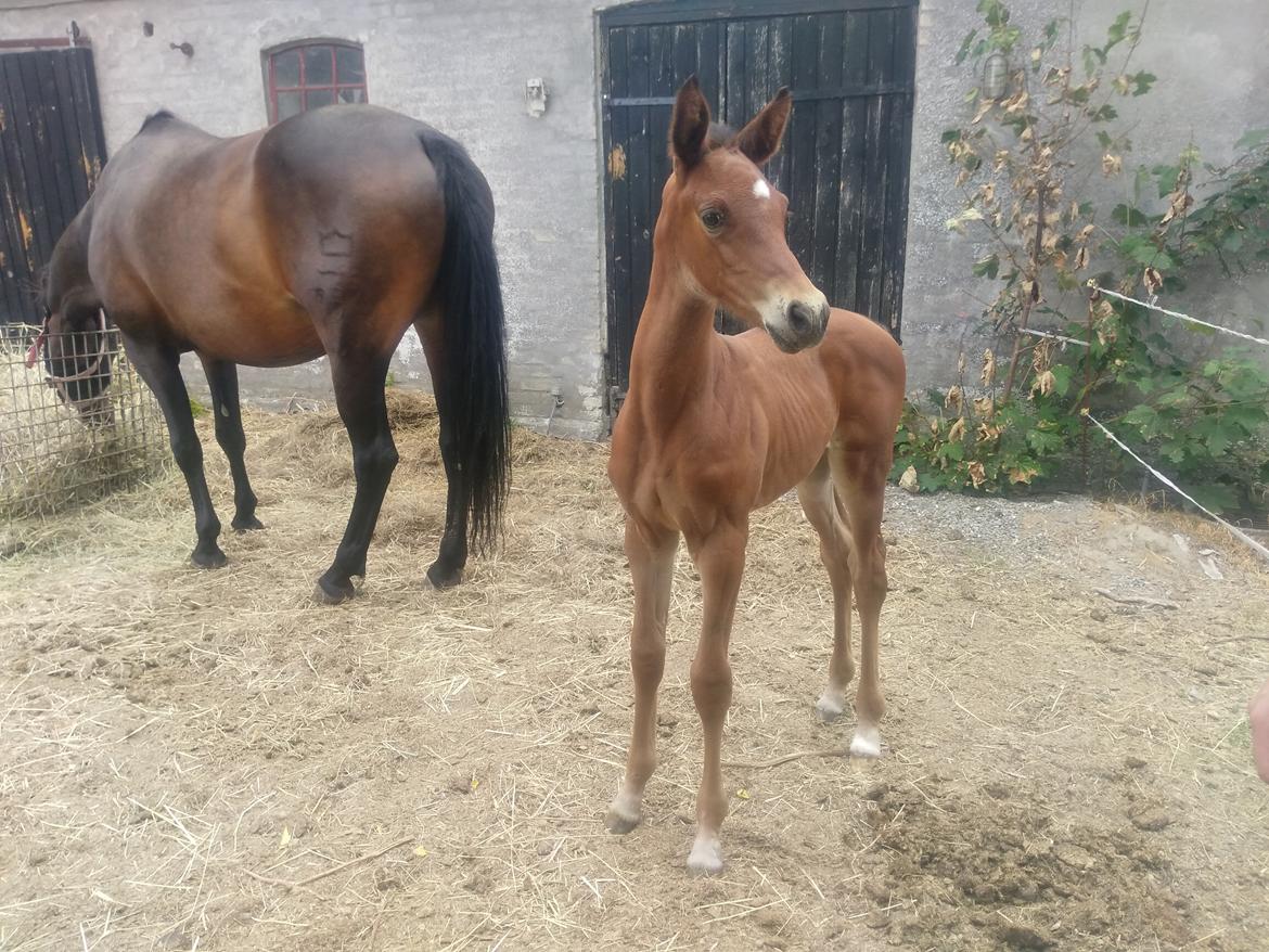 Anden særlig race Mosedalens La Prima billede 10