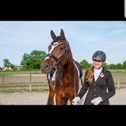 Dansk Varmblod Gammelvangs Conrad