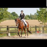 Dansk Varmblod Gammelvangs Conrad