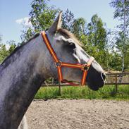 Anden særlig race Sunshine