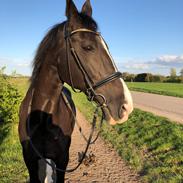 Hollandsk Varmblod Rosita