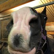 Hollandsk Varmblod Rosita