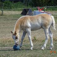 Haflinger Amigo à Rosendal