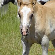 Haflinger Amigo à Rosendal